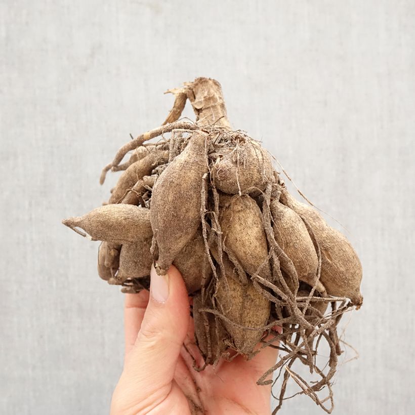 Dahlia Taiheiyo Bulb size I sample as delivered in spring