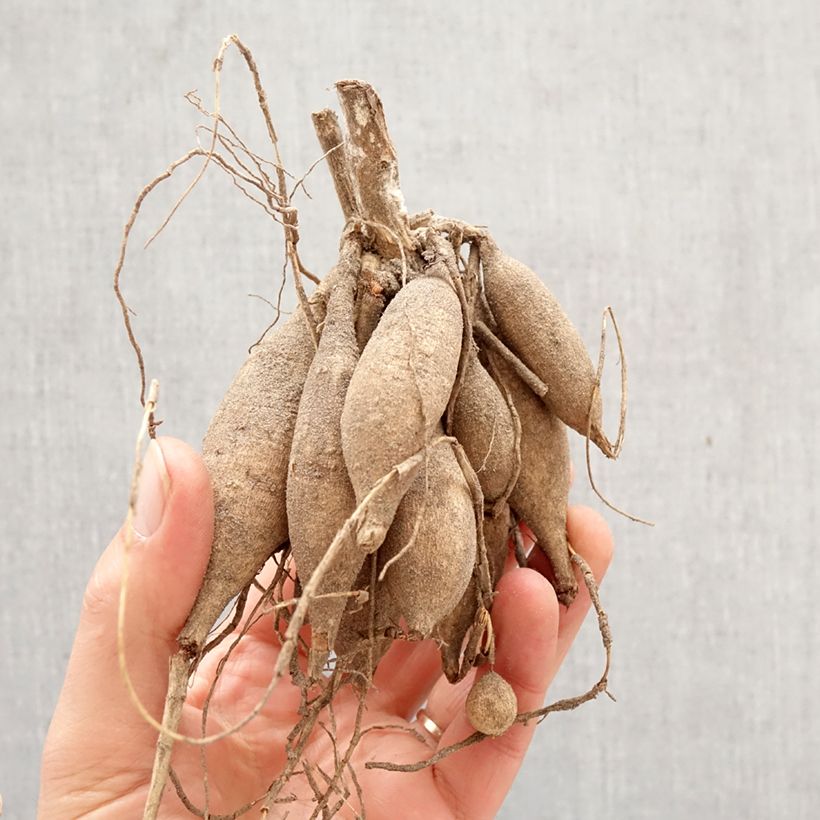 Dahlia Aphrodite Bulb size I sample as delivered in spring