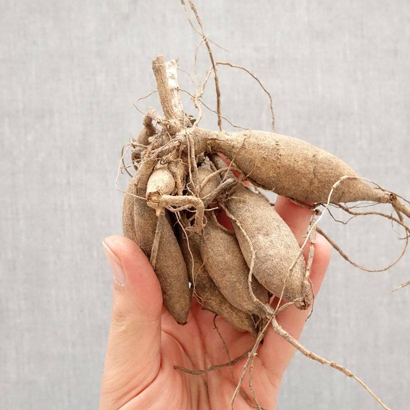 Dahlia Bronze Glory Bulb size I sample as delivered in spring