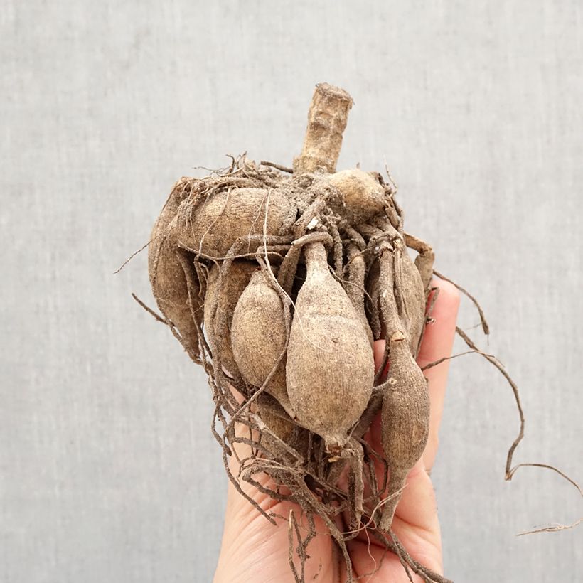 Dahlia Masterclass Bulb size I sample as delivered in spring