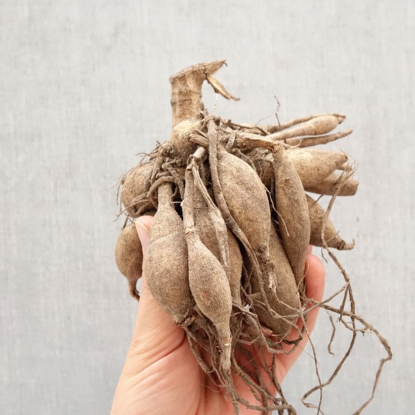 Dahlia Mister Blue Bulb size I sample as delivered in spring