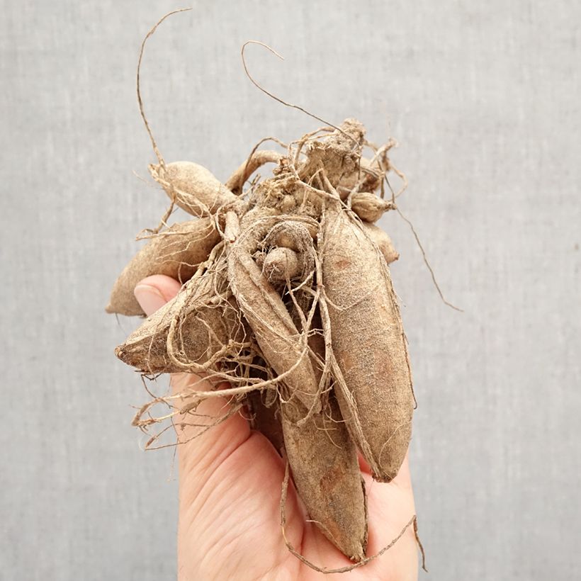 Dahlia Sturm Kika Bulb size I sample as delivered in spring