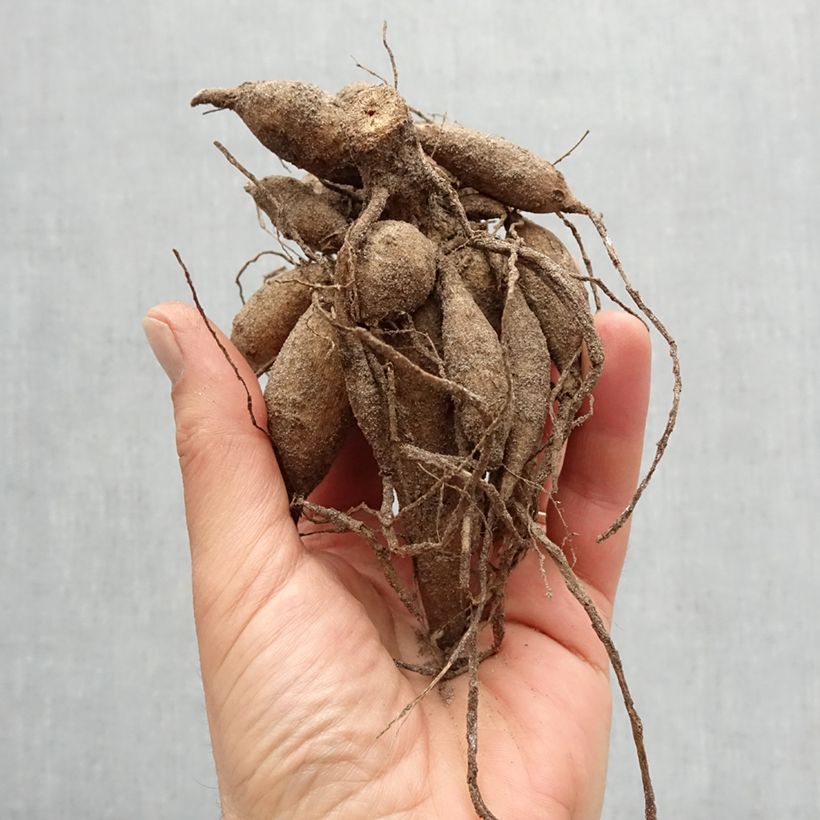 Dahlia Babylon Bronze Bulb size I sample as delivered in spring