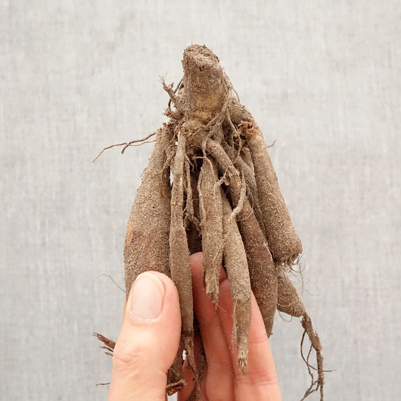 Dahlia Connels Gloriosa Bulb size I sample as delivered in spring