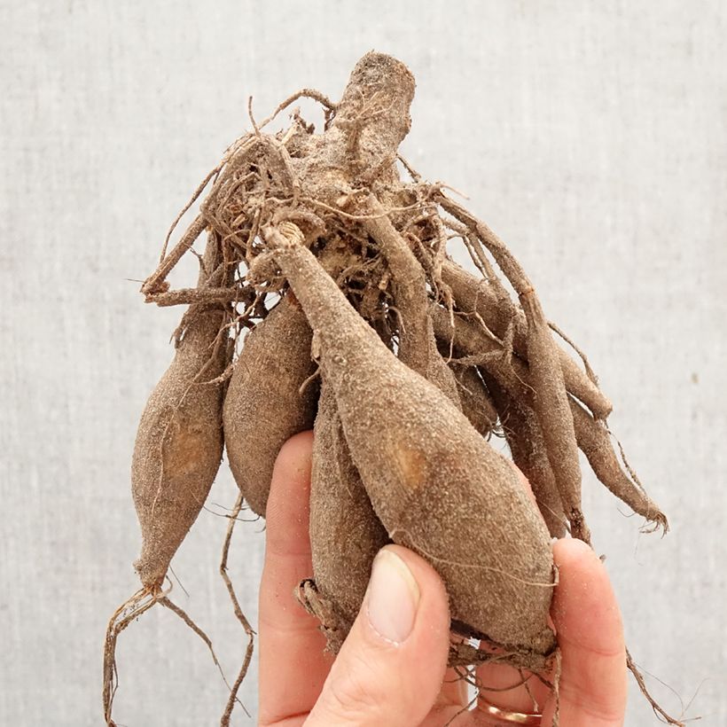 Dahlia Davos Bulb size I sample as delivered in spring