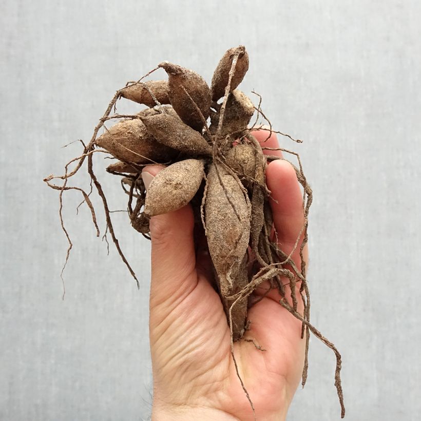 Dahlia Grammas Lemon Pie Bulb sample as delivered in spring