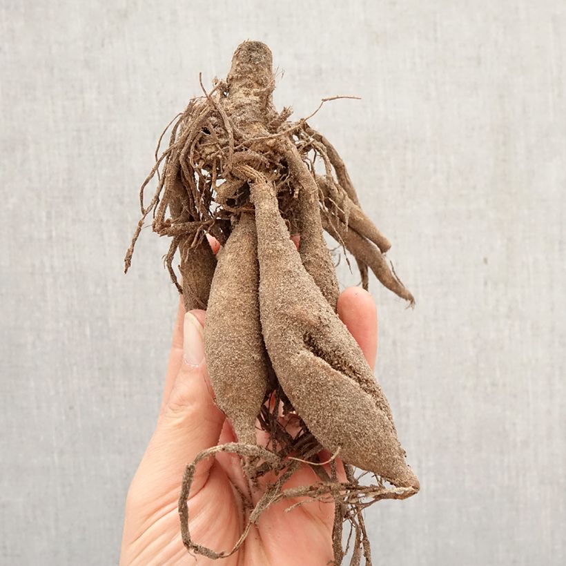 Dahlia Japlou Bulb size I sample as delivered in spring