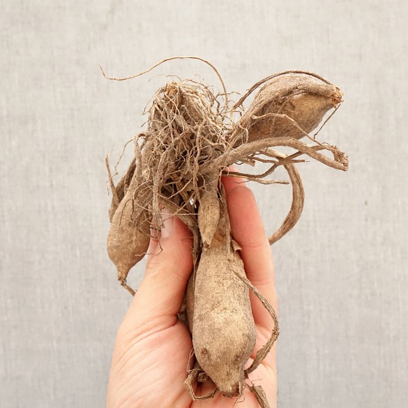 Dahlia Lake Carey Bulb size I sample as delivered in spring