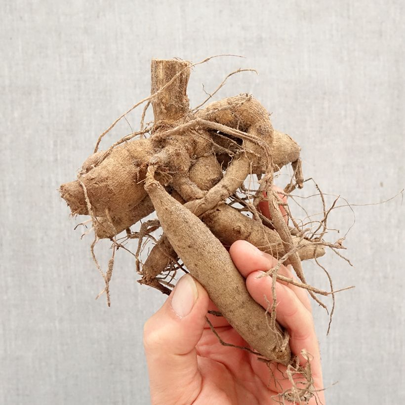 Dahlia Little Robert Bulb size I sample as delivered in spring