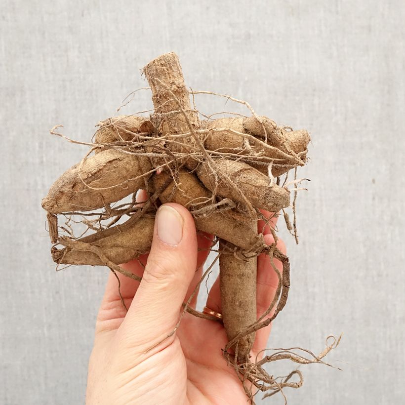 Dahlia Madame Antoinette Bulb size I sample as delivered in spring