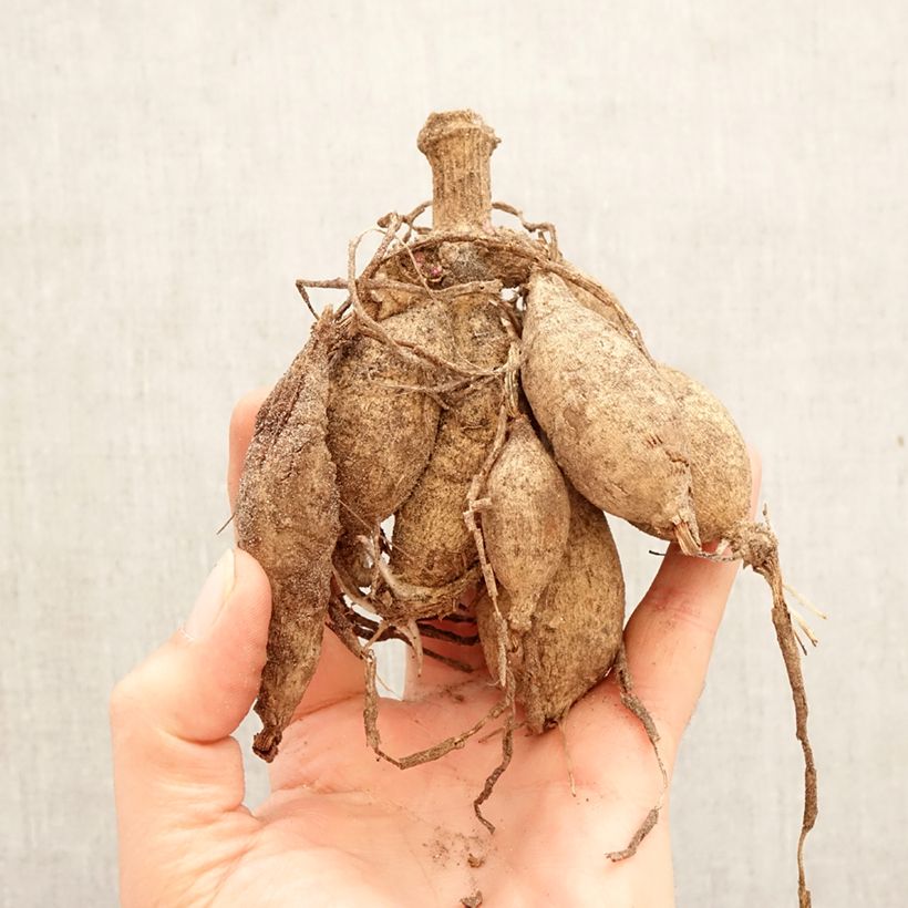 Dahlia Pacific time Bulb size I sample as delivered in spring