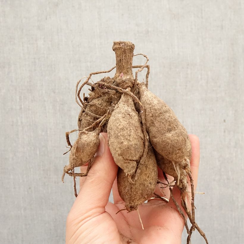 Dahlia Painted Lady Bulb size I sample as delivered in spring