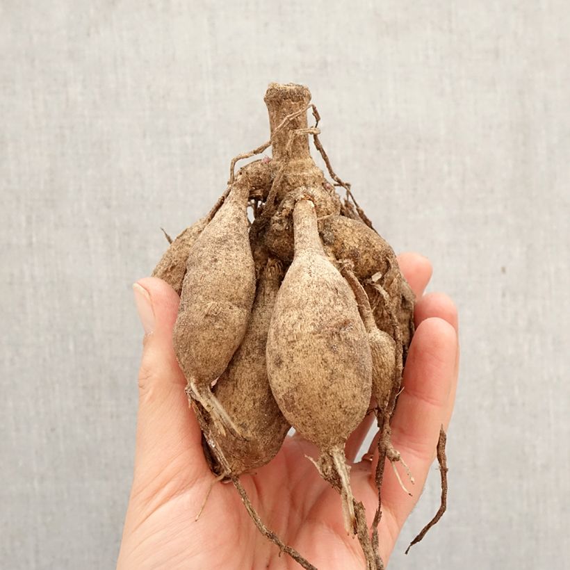 Dahlia Parc Floral de Paris Bulb size I sample as delivered in spring