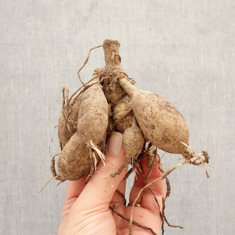 Dahlia Sunlady Bulb size I sample as delivered in spring