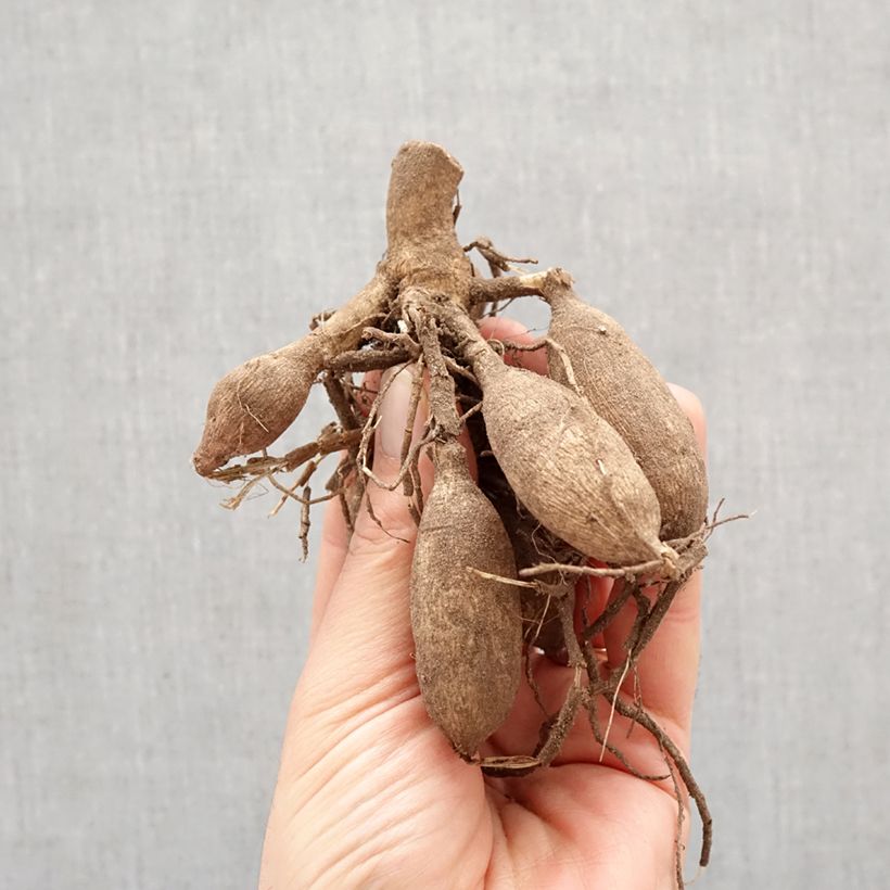 Dahlia Sweet Surprise Bulb size I sample as delivered in spring