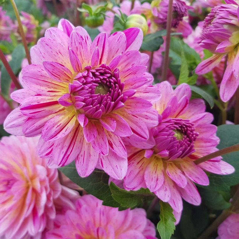 Dahlia Tropical (Flowering)