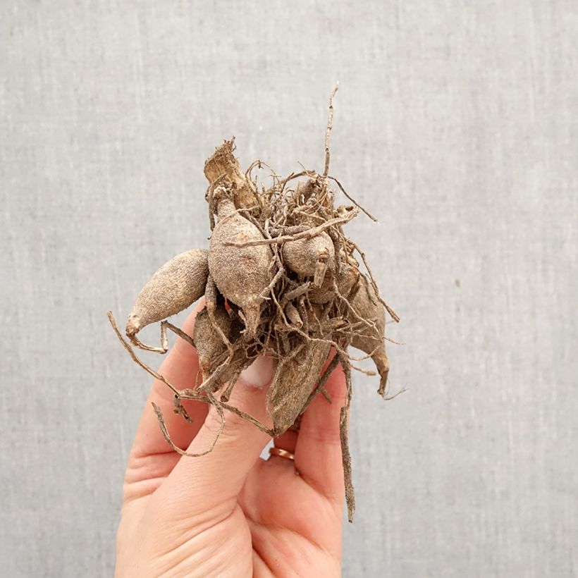 Dahlia Faro Bulb sample as delivered in spring