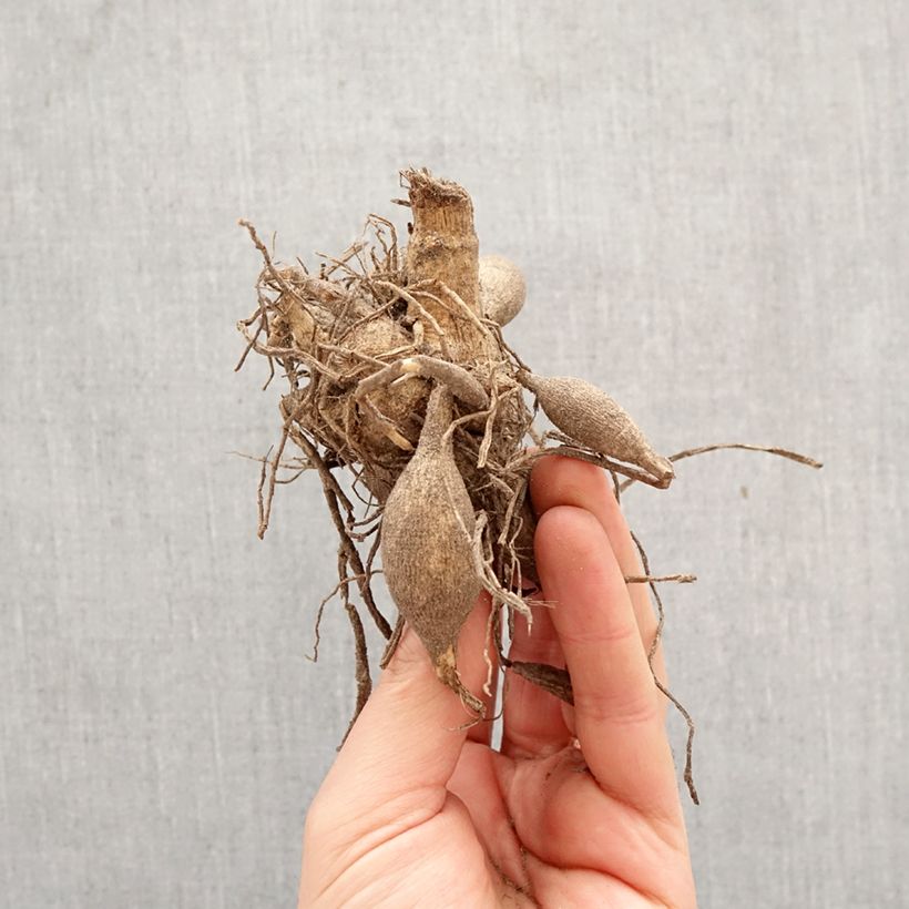 Dahlia Caproz Josephine Bulb size I sample as delivered in spring