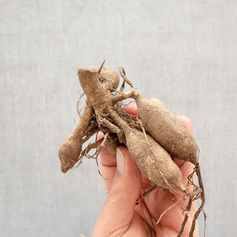 Dahlia Mingus Joshua Bulb size I sample as delivered in spring