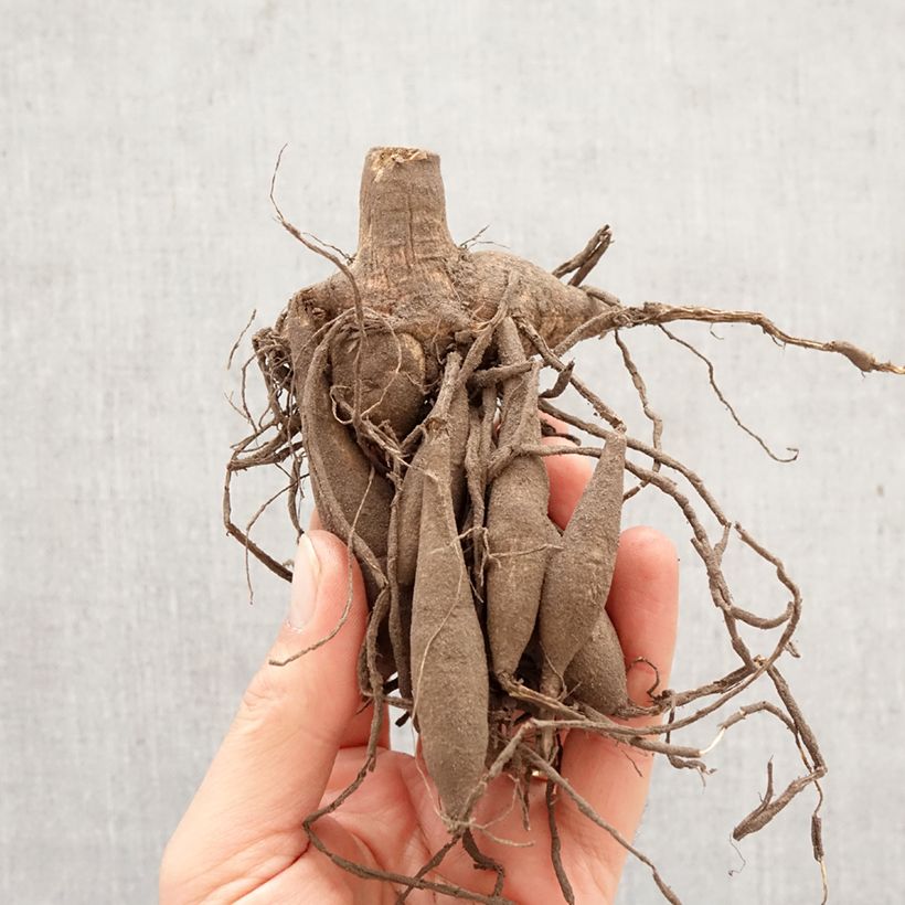 Dahlia Gallery Vermeer Bulb sample as delivered in spring