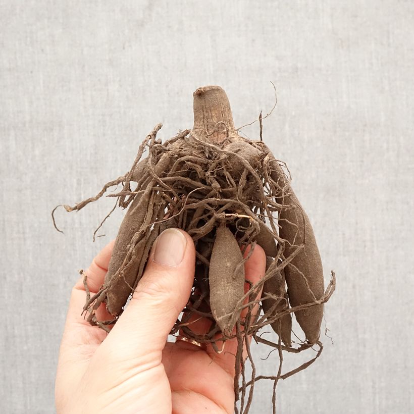 Dahlia Big Brother Bulb size I sample as delivered in spring