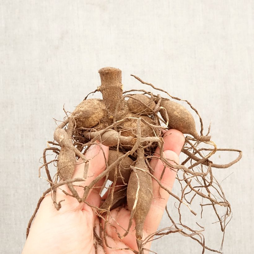 Dahlia Emory Paul Bulb size I sample as delivered in spring