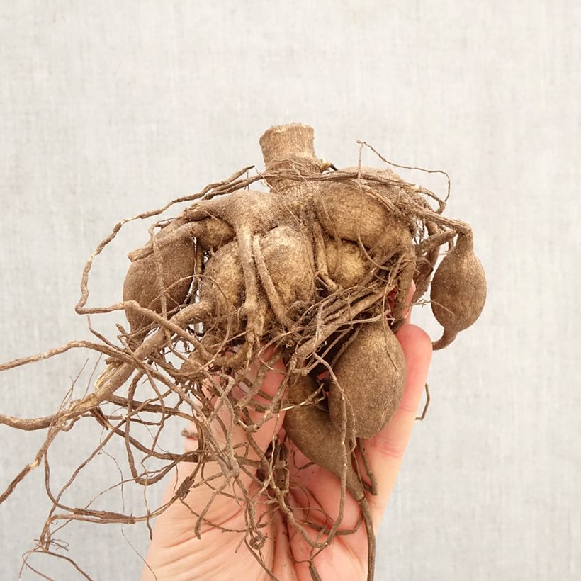 Dahlia Fairway Spur Bulb size I sample as delivered in spring