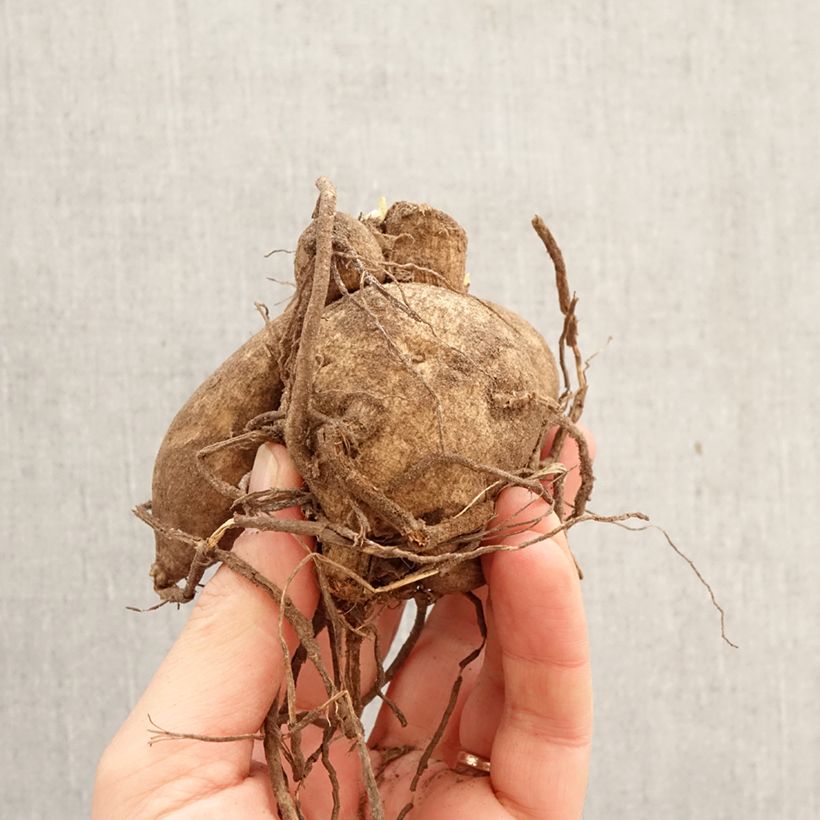 Dahlia Kelvin Floodlight Bulb size I sample as delivered in spring