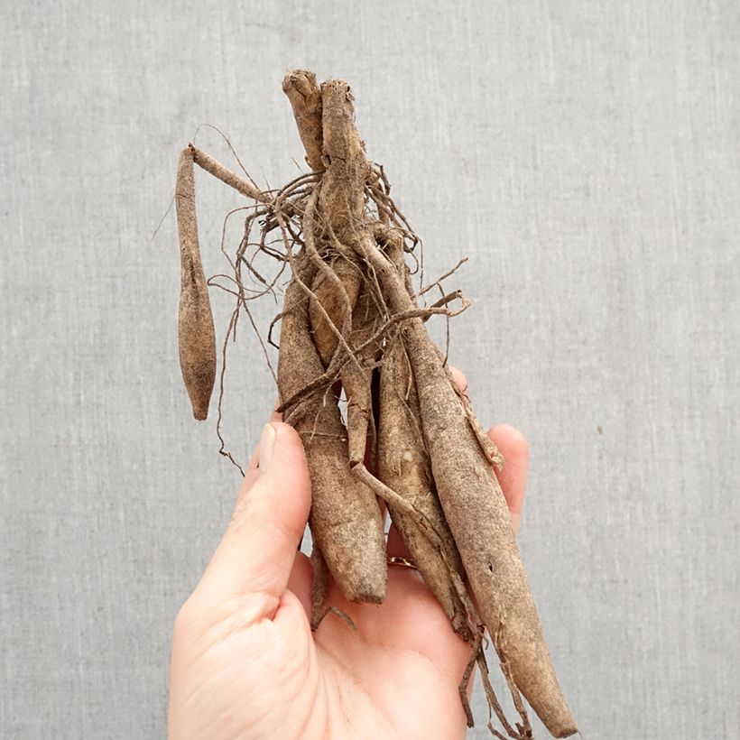 Dahlia Kid's Climax Bulb size I sample as delivered in spring