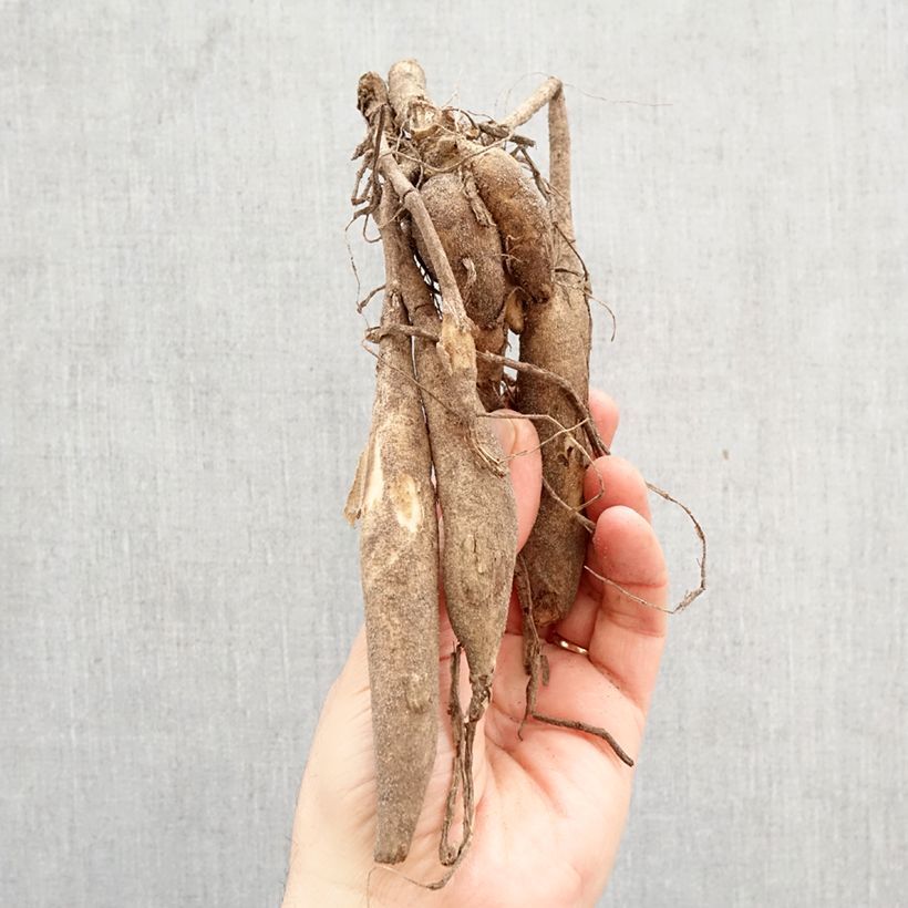 Dahlia Lady Liberty Bulb size I sample as delivered in spring