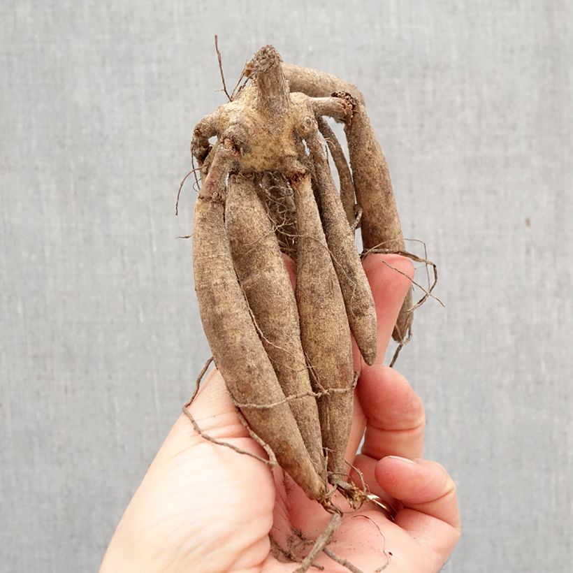 Dahlia Mango Madness Bulb size I sample as delivered in spring