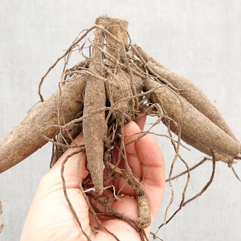 Dahlia My Hero Bulb size I sample as delivered in spring