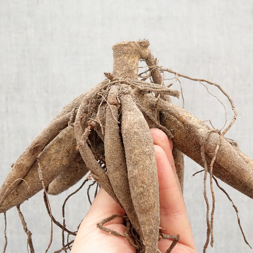 Dahlia Tartan Bulb size I sample as delivered in spring