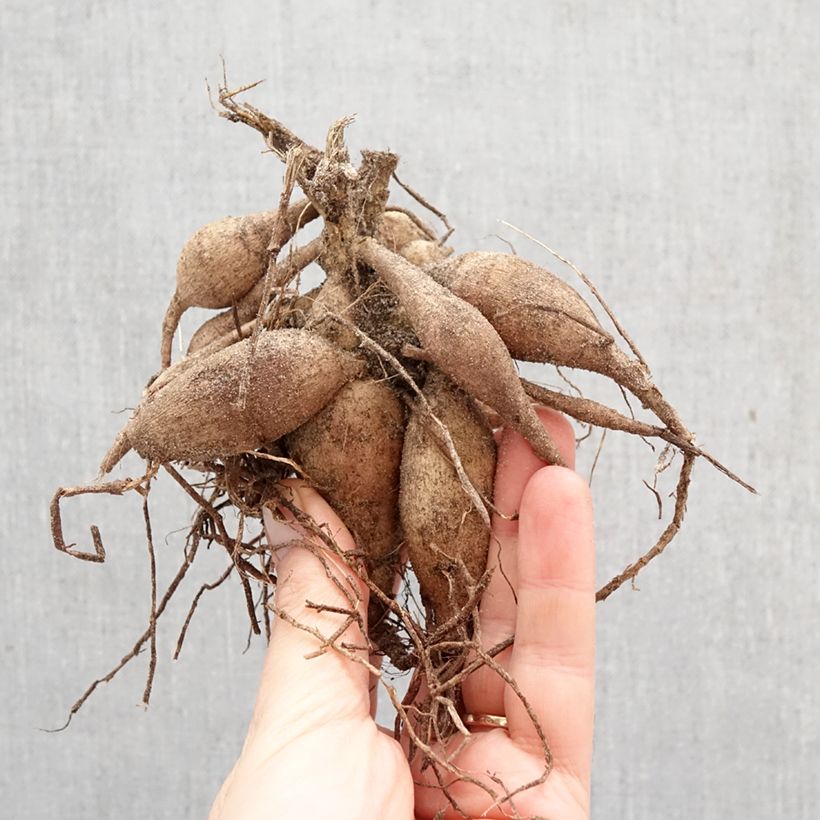 Dahlia Happy Single Date Bulb size I sample as delivered in spring