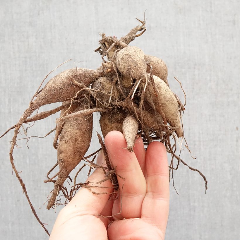 Dahlia Happy Single Juliet Bulb size I sample as delivered in spring