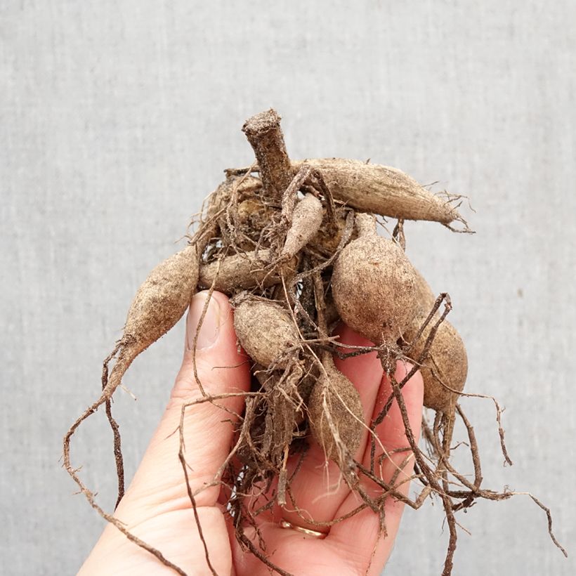 Dahlia Happy Single Party Bulb size I sample as delivered in spring