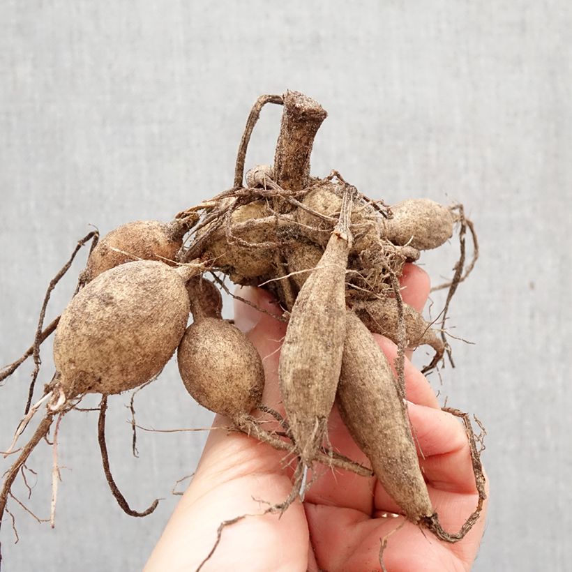 Dahlia Happy Single Romeo Bulb size I sample as delivered in spring