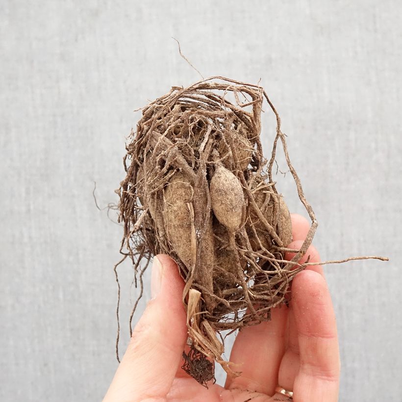 Dahlia Happy Single Wink Bulb size I sample as delivered in spring