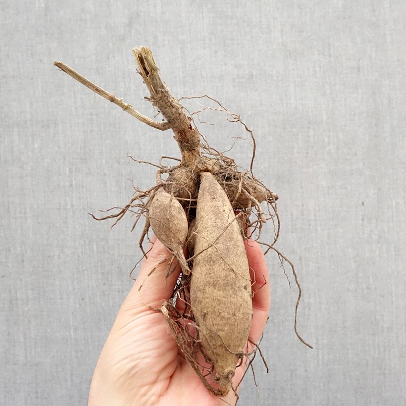 Dahlia Lorana Dawn Bulb sample as delivered in spring