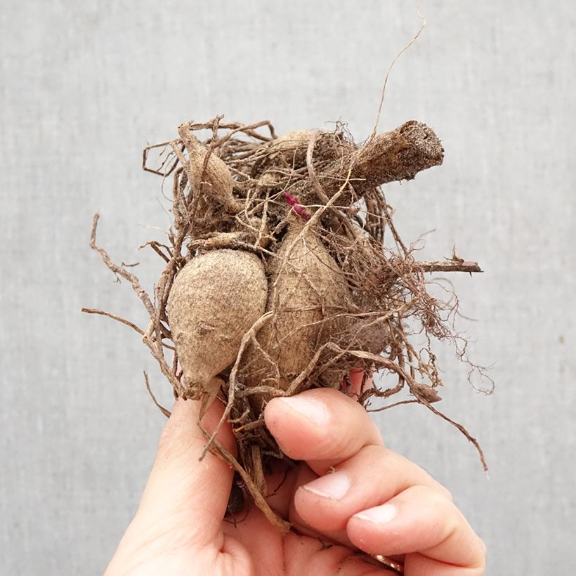 Dahlia Honka Pink Bulb size I sample as delivered in spring