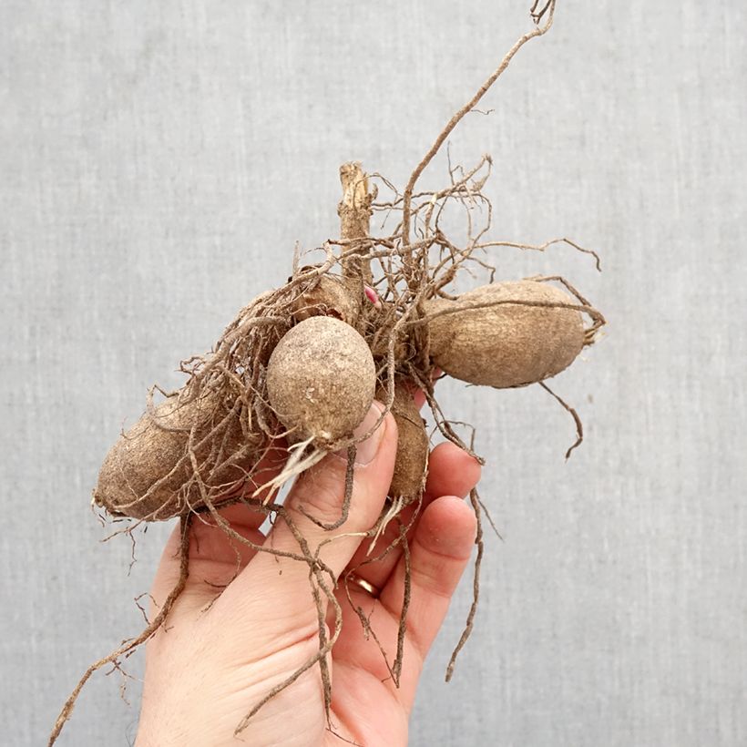 Dahlia Red Bulb size I sample as delivered in spring