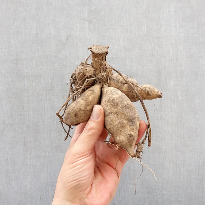 Dahlia Surprise Bulb sample as delivered in spring