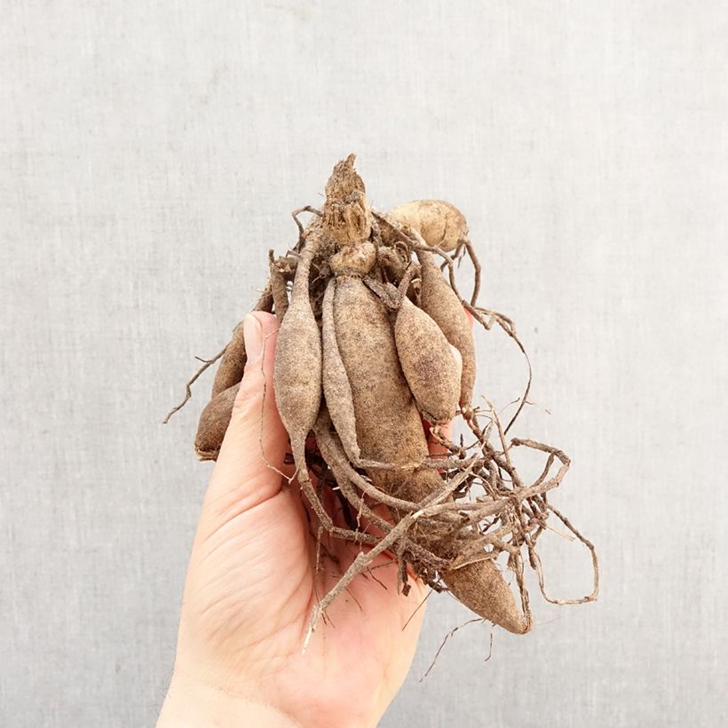 Dahlia Magnificat Bulb sample as delivered in spring