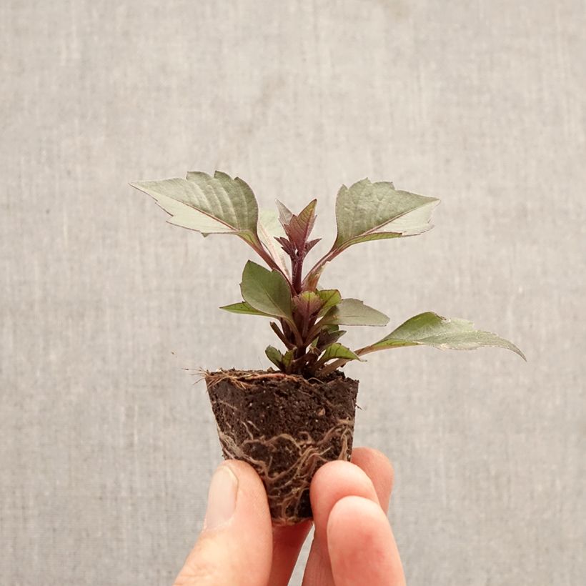 Dahlia Gardenetta Orange Plug plant 3/4cm sample as delivered in spring