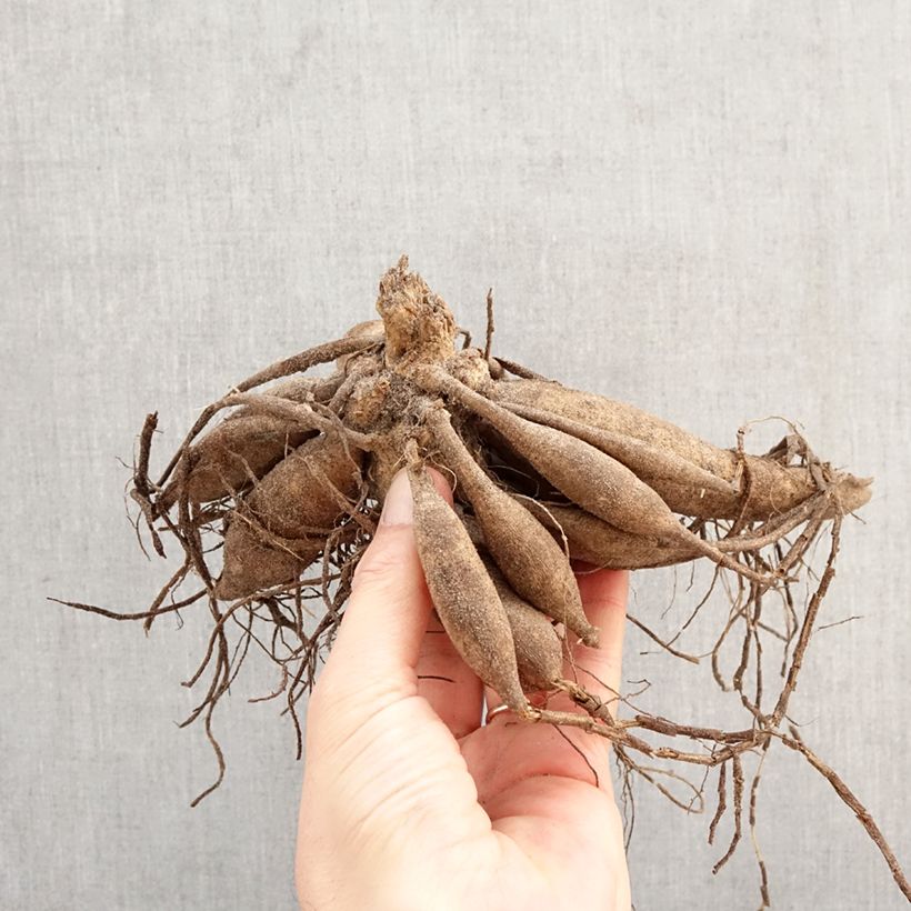 Dahlia Melody Latin Bulb size I sample as delivered in spring