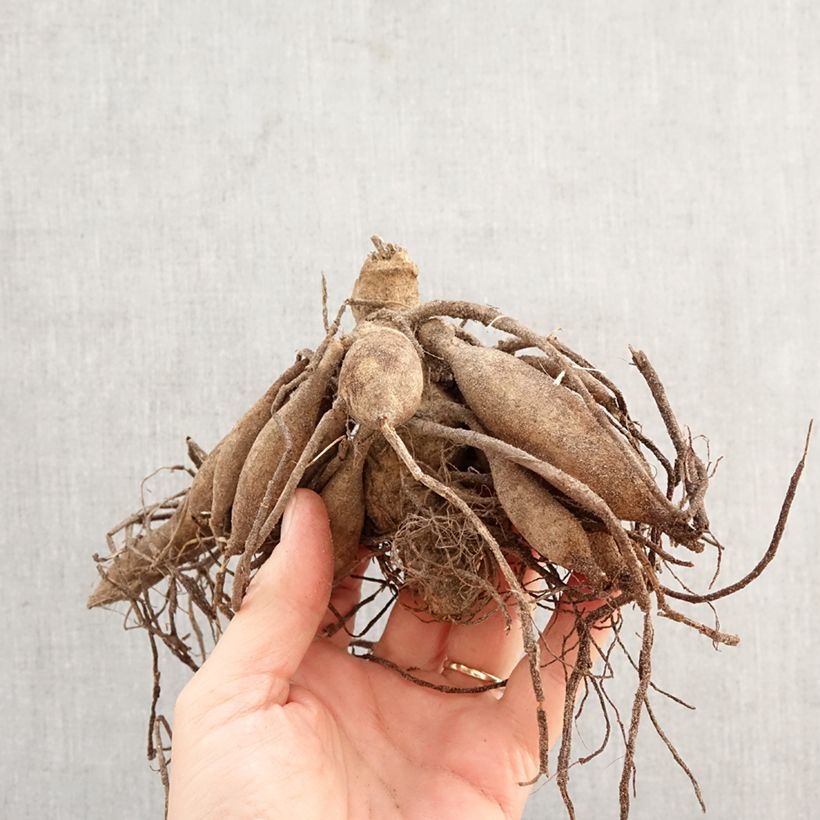 Dahlia Ton sur Ton Bulb size I sample as delivered in spring