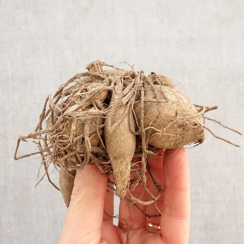 Dahlia Vanessa Bulb size I sample as delivered in spring