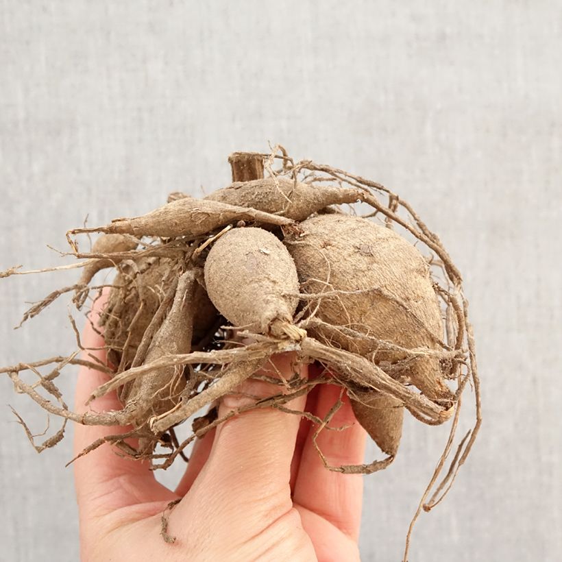 Dahlia Napoli Bulb sample as delivered in spring