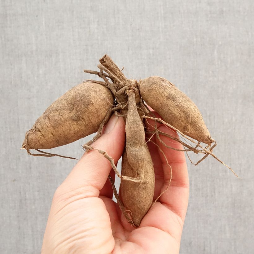 Dahlia 'Izarra' (Orchid Group) Bulb size I sample as delivered in spring