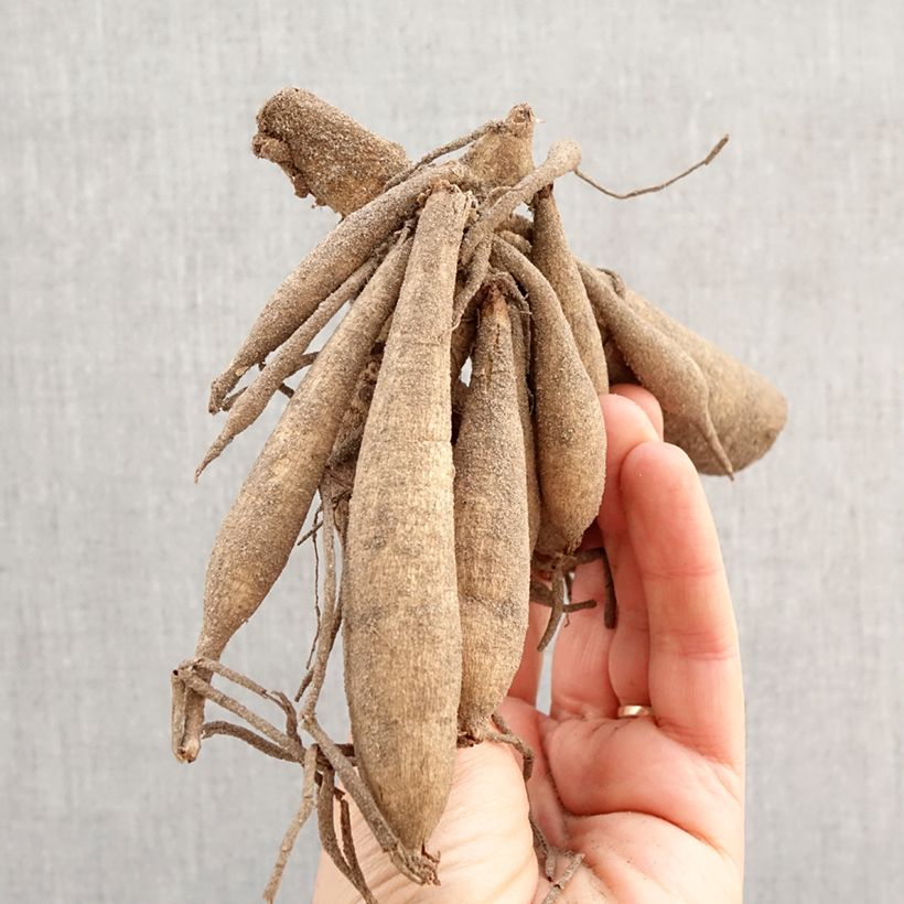 Dahlia Sunshine Bulb size I sample as delivered in spring